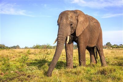 Junger Elefant im Kysna Elephant Park
